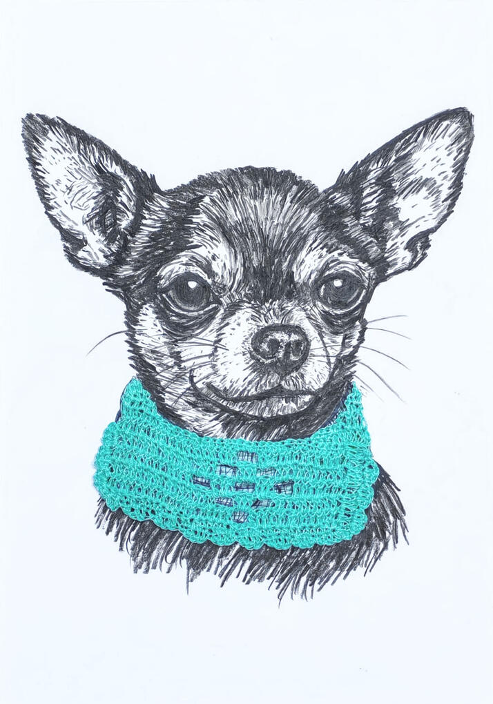 Perro Chihuahua con complemento collar de crochet turquesa.